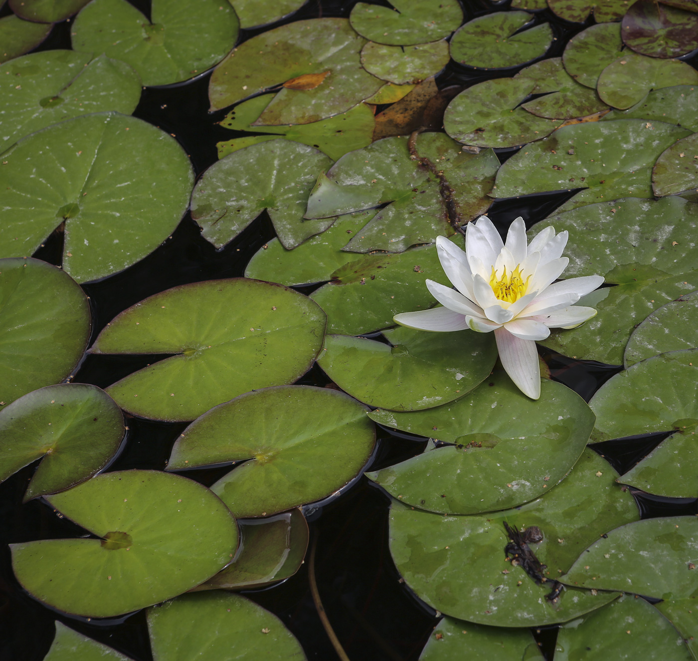 Image of Nymphaea &times; marliacea specimen.