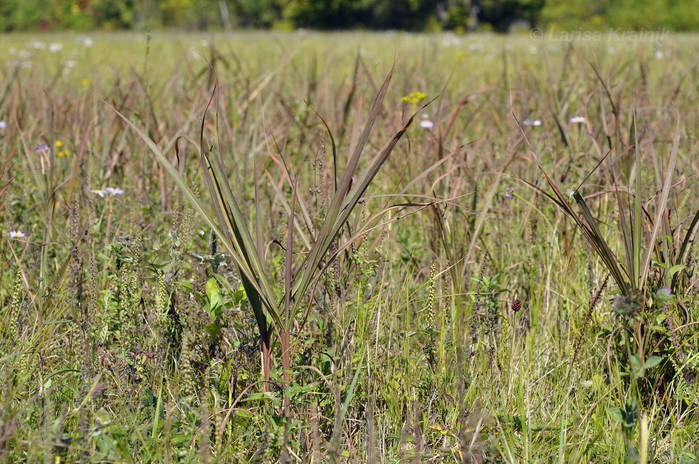 Изображение особи Miscanthus sacchariflorus.