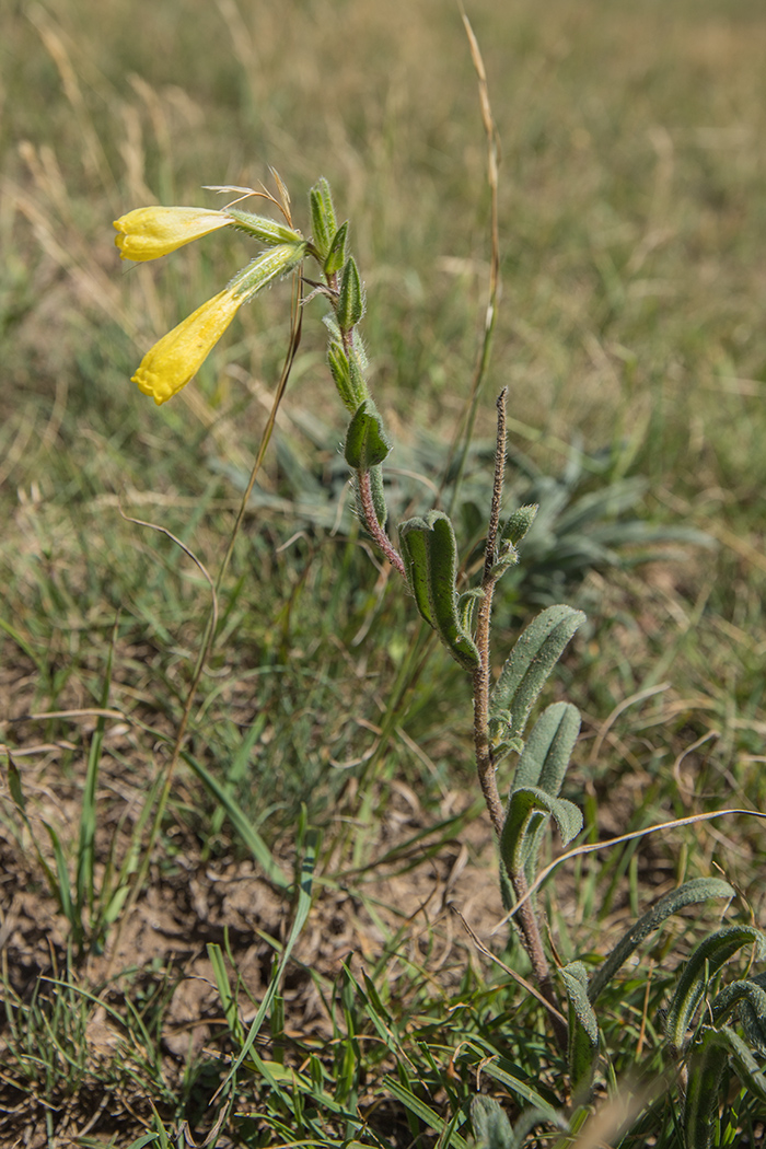 Изображение особи Onosma caucasica.