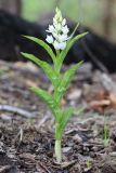 Cephalanthera longifolia