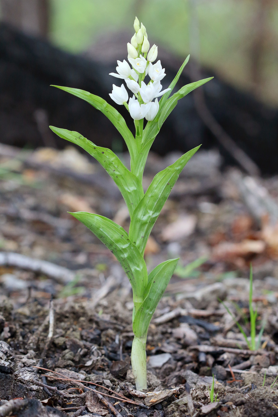 Image of Cephalanthera longifolia specimen.