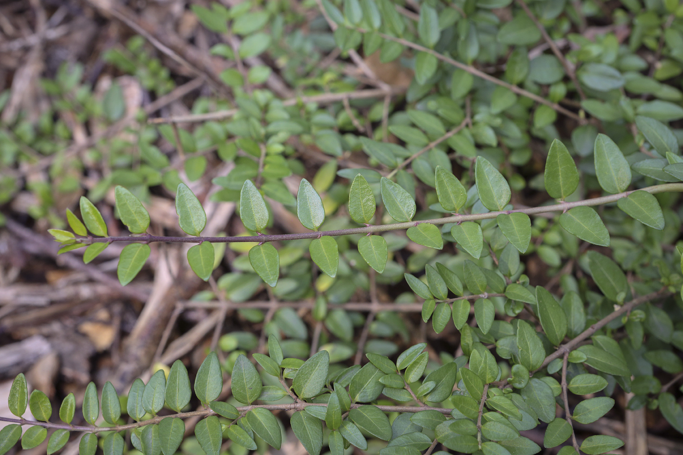 Image of Lonicera ligustrina var. pileata specimen.