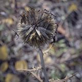 Echinops ruthenicus. Осыпающееся соплодие. Пермский край, Кунгурский р-н, окр. с. Филипповка, гора Ледяная, крутой слабо задернованный склон. 12.09.2021.