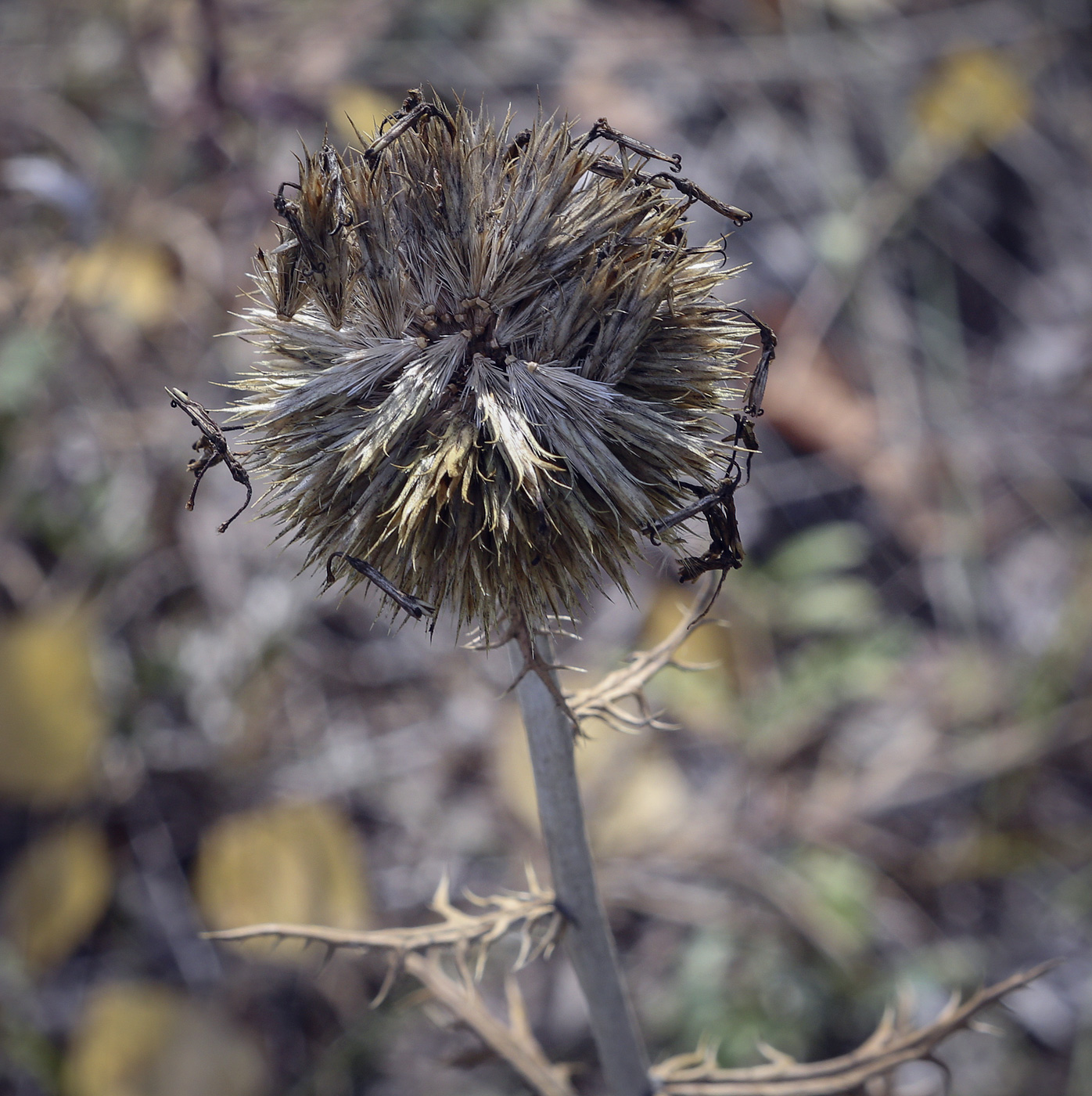 Image of Echinops crispus specimen.