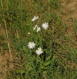 Cichorium intybus