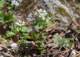 Pachyphragma macrophyllum