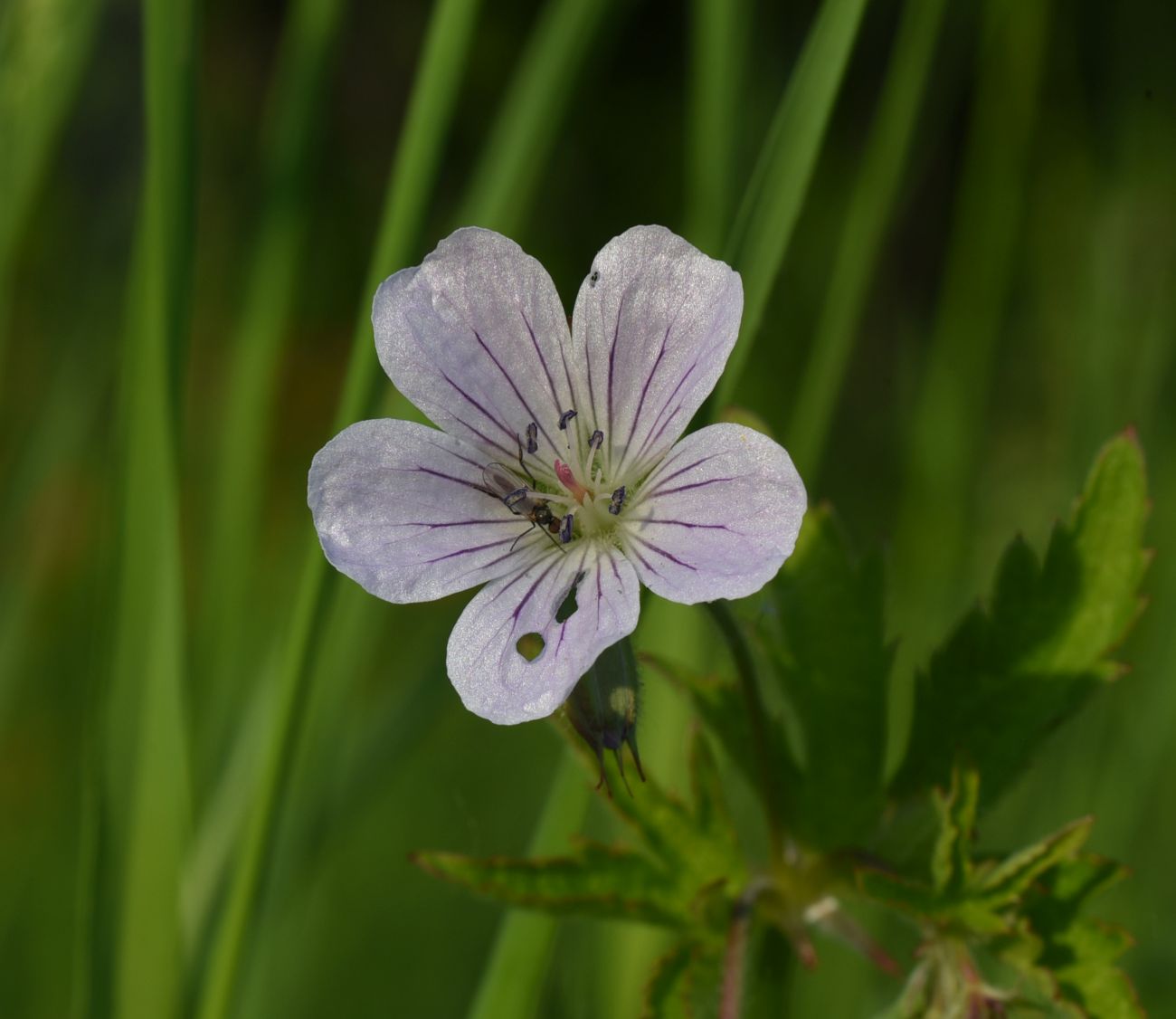 Изображение особи Geranium sylvaticum.