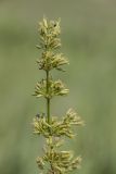 Silene chersonensis