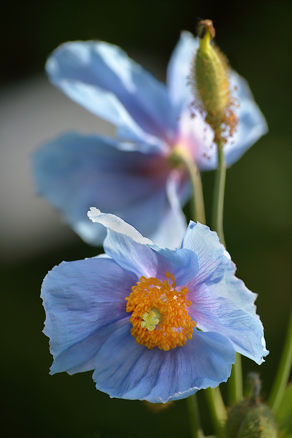 Image of Meconopsis betonicifolia specimen.