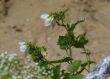 Campanula kemulariae. Верхушки цветущих растений (белоцветковая форма). Марий Эл, г. Йошкар-Ола, мкр-н Гомзово, в культуре. 03.07.2022.