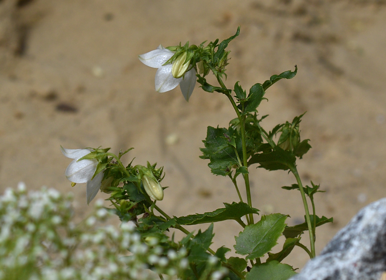 Изображение особи Campanula kemulariae.