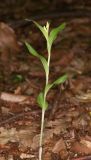 Cephalanthera damasonium