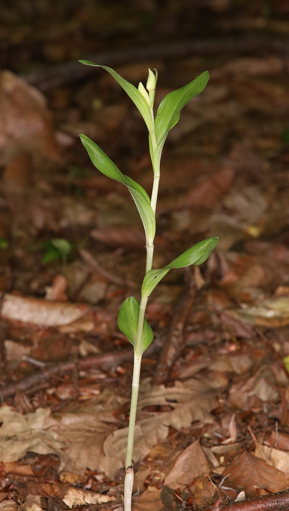 Image of Cephalanthera damasonium specimen.