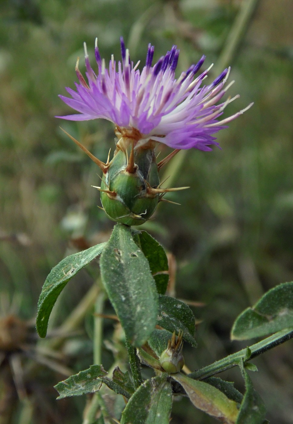 Image of Centaurea iberica specimen.