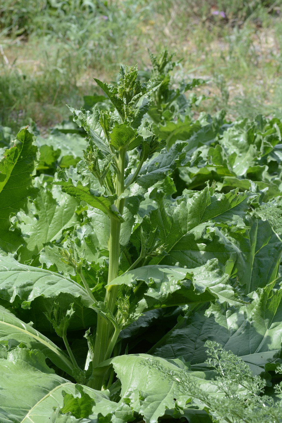 Image of Crambe orientalis specimen.