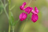 Lathyrus tuberosus. Цветки. Томская обл., г. Томск, окр. Академгородка, обочина дороги. 06.08.2022.