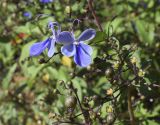 Rotheca myricoides