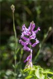 Polygala major