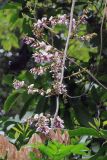 семейство Fabaceae. Побег с соцветиями. Бутан, дзонгхаг Тронгса, национальный парк \"Jigme Singye Wangchuck\". 09.05.2019.