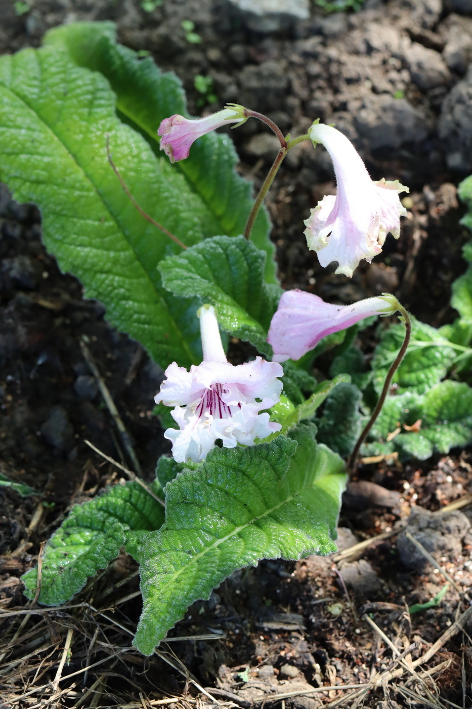 Image of genus Streptocarpus specimen.