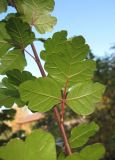 Rhus trilobata. Лист (нижняя сторона). Крым, Симферополь, ботсад университета. 1 ноября 2010 г.