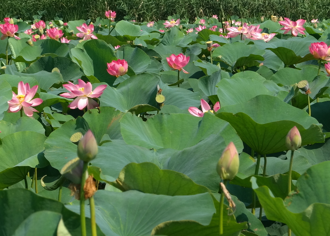 Image of Nelumbo caspica specimen.