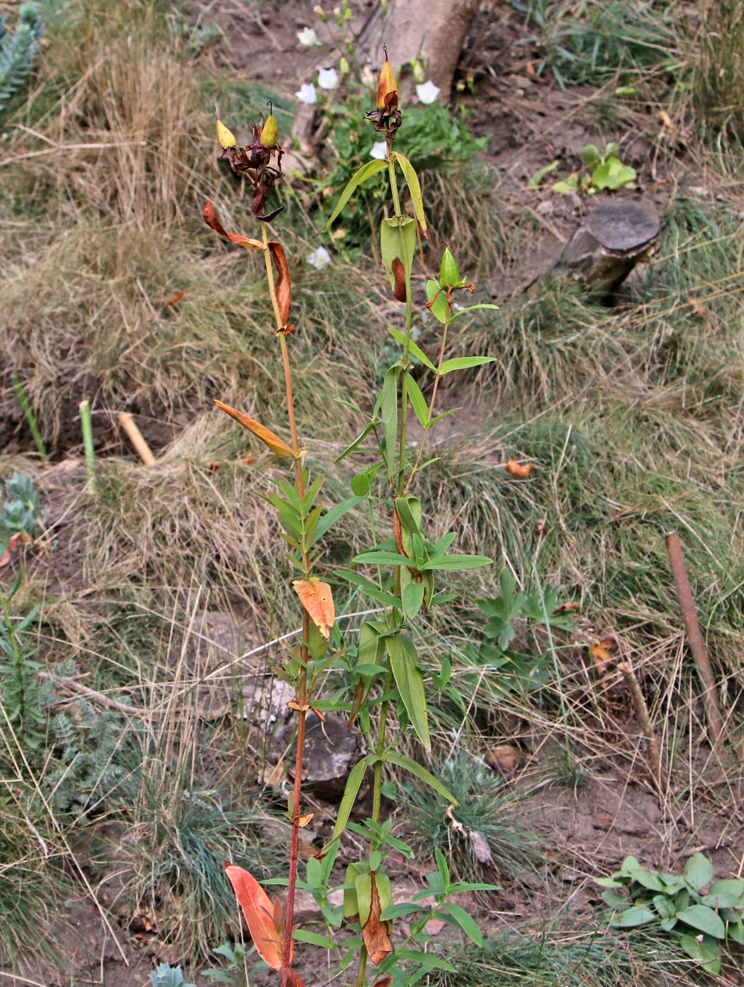 Image of Hypericum ascyron specimen.