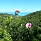 Althaea cannabina