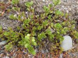 Portulaca oleracea