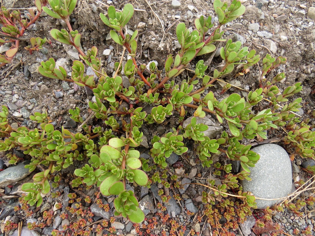 Изображение особи Portulaca oleracea.