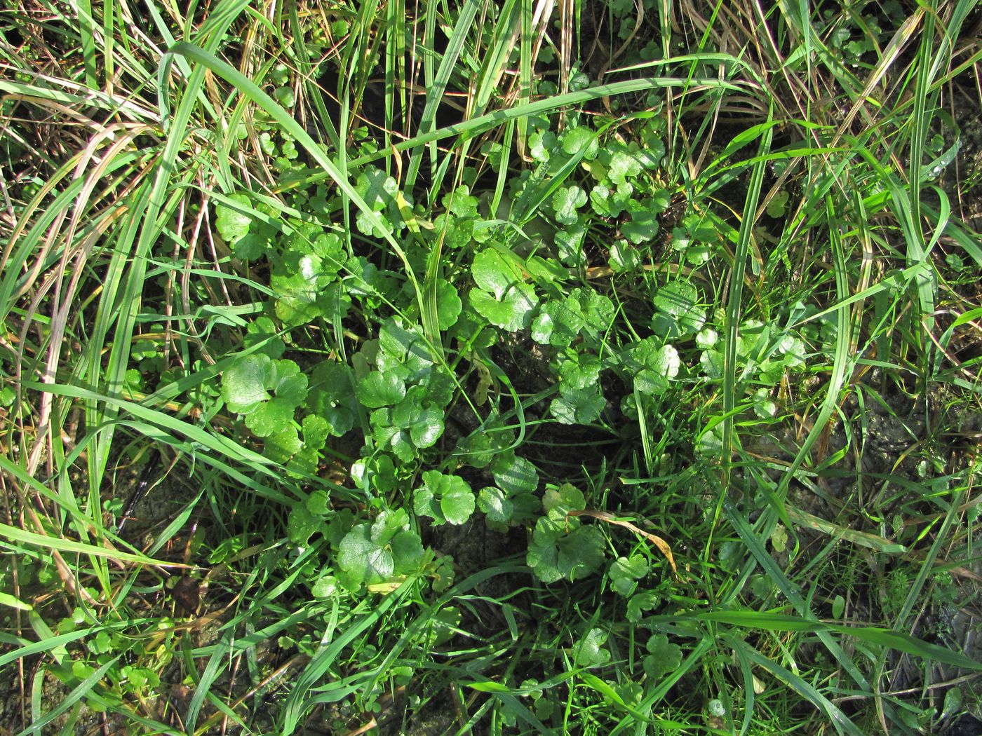 Image of genus Ranunculus specimen.