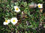 Dryas crenulata