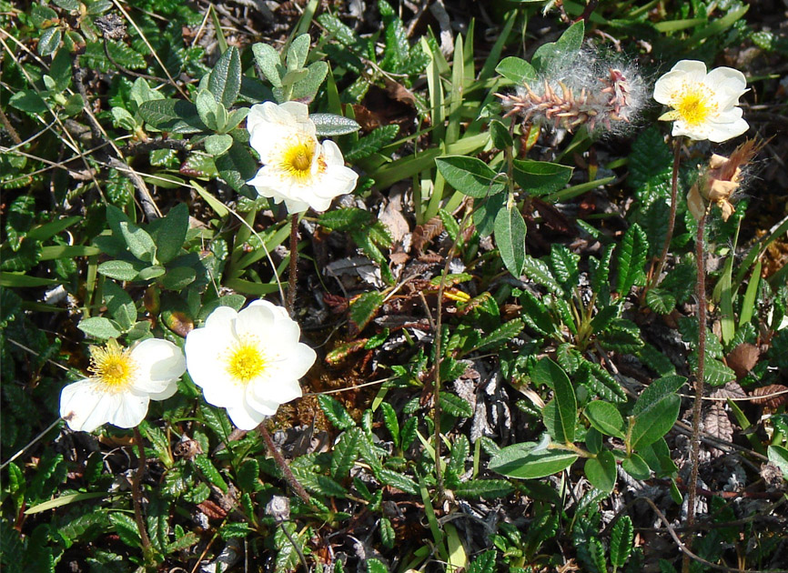 Изображение особи Dryas crenulata.