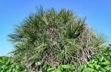 Chamaerops humilis. Вегетирующее растение в сообществе с Arum. Марокко, обл. Рабат - Сале - Кенитра, окр. г. Сук-эль-Арбаа, берег реки. 06.01.2023.