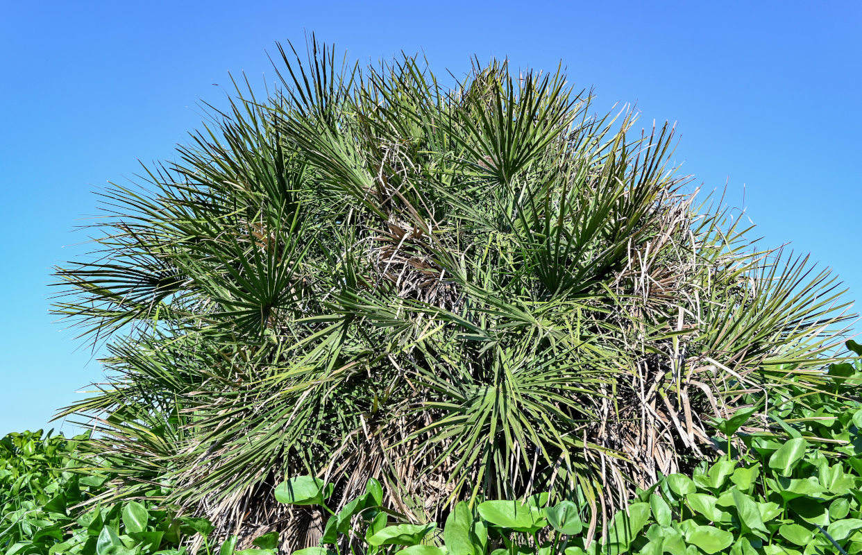 Image of Chamaerops humilis specimen.