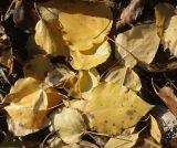 Populus &times; berolinensis