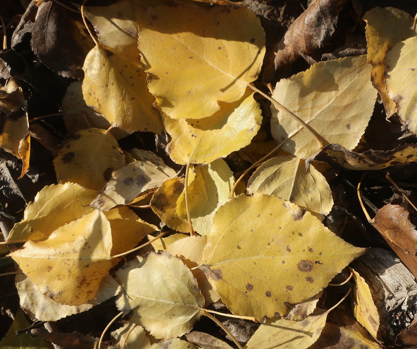 Image of Populus × berolinensis specimen.