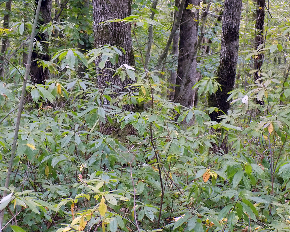 Изображение особи Rhododendron luteum.