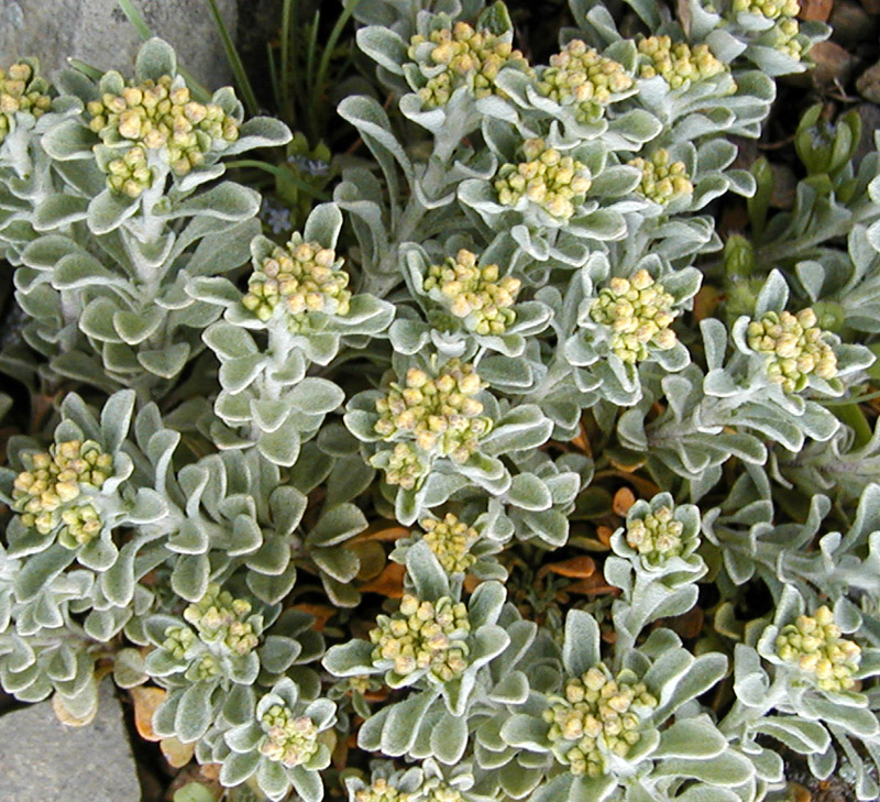 Изображение особи Odontarrhena obtusifolia.