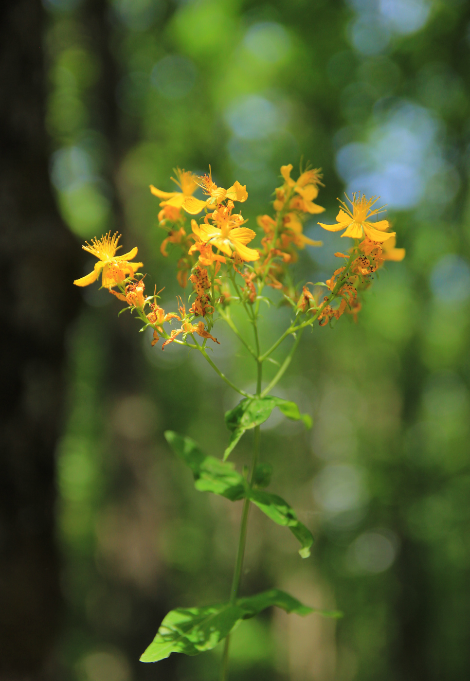 Изображение особи Hypericum maleevii.