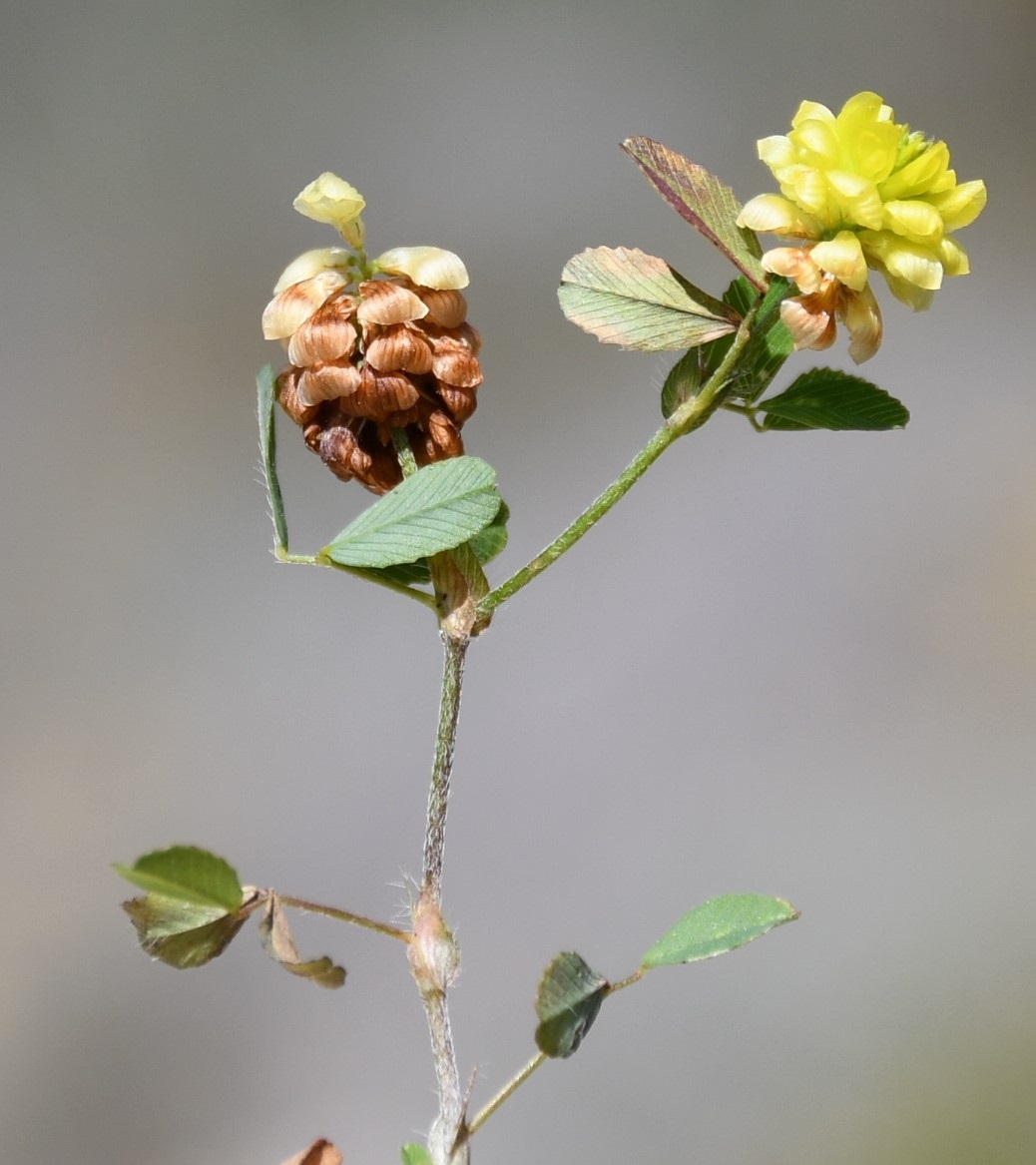 Image of Trifolium campestre specimen.