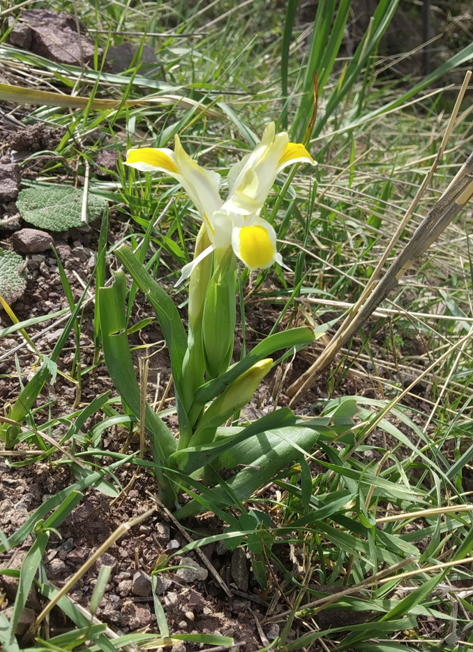 Image of Juno orchioides specimen.