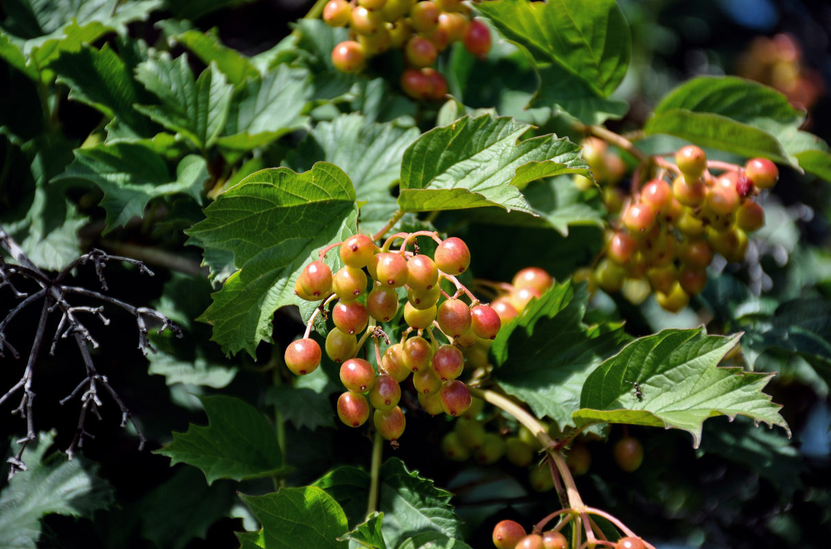 Image of Viburnum opulus specimen.