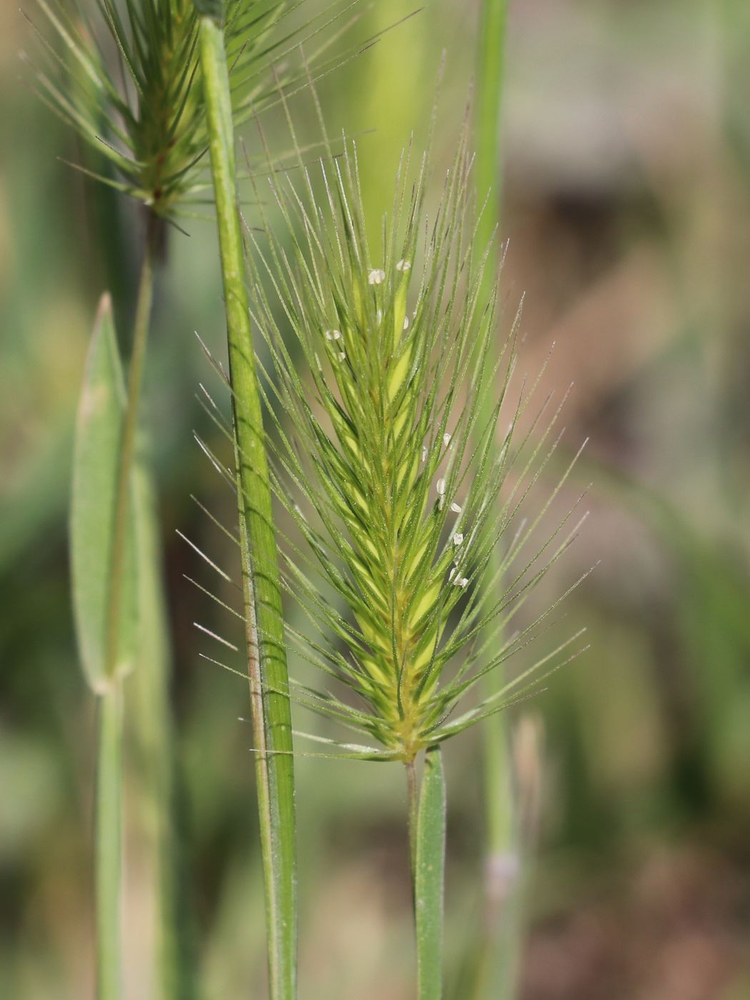 Изображение особи Hordeum geniculatum.