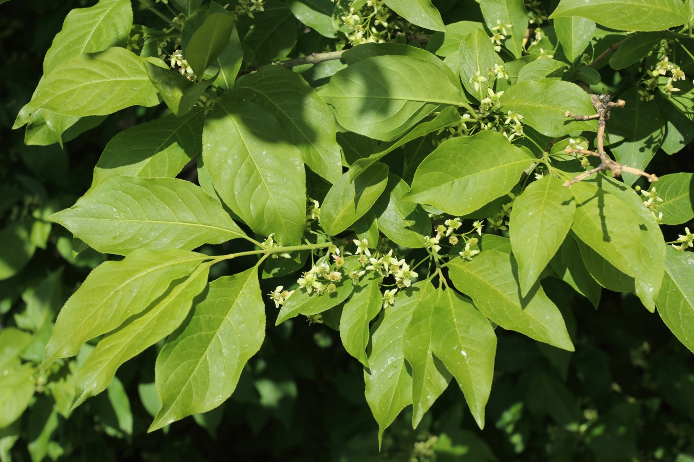 Изображение особи Euonymus europaeus.