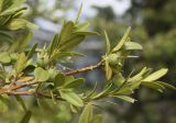 Buxus sempervirens