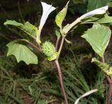 Datura stramonium