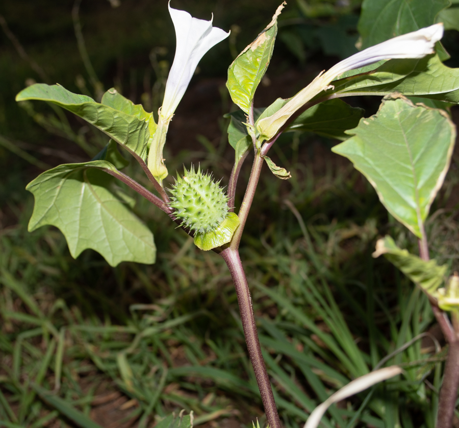 Изображение особи Datura stramonium.