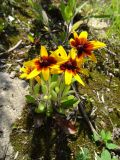 Rudbeckia hirta. Цветущие растения. Московская обл., ГО Подольск, мкр-н Климовск, территория бывших гаражей. 17.07.2023.