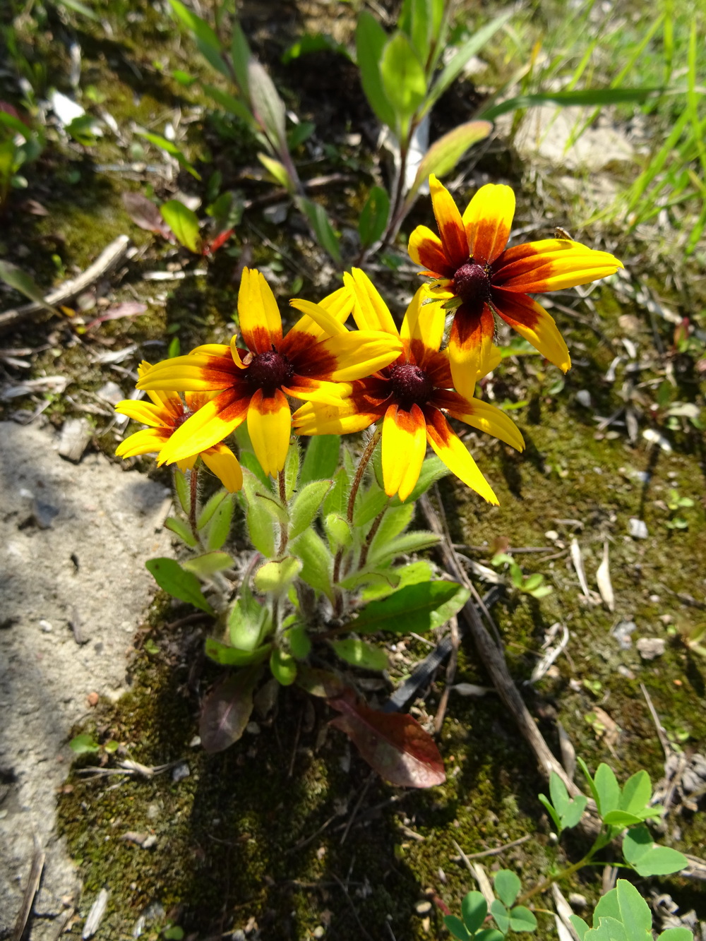 Image of Rudbeckia hirta specimen.